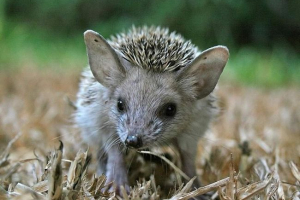 Eared hedgehog - niesamowity cud